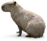 Capybara emote for Discord