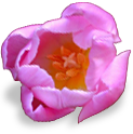 flower_tulip emote for Discord