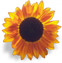 sunflower emote for Discord