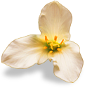 flower_white emote for Discord