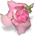 flower_pink_rose emote for Discord