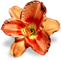 flower_orange_lily emote for Discord