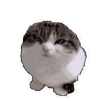 wawa_cat emote for Discord