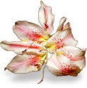 flower_lily emote for Discord