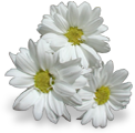 flowers_white emote for Discord