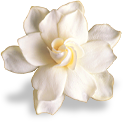 flower_magnolia emote for Discord