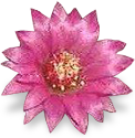 flower_cactus emote for Discord