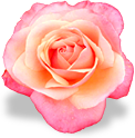 flower_pink_rose emote for Discord
