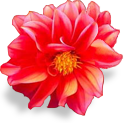 flower_dahlia emote for Discord