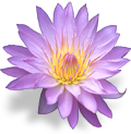 flower_waterlily emote for Discord