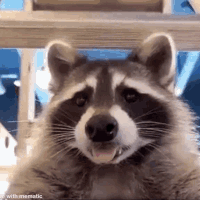 raccoon_tongue emote for Discord