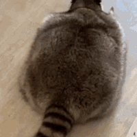 crawling_raccoon emote for Discord