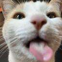 criminal_cat emote for Discord