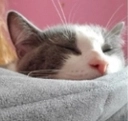 JacTired emote for Discord