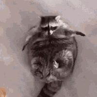 raccoon_bread emote for Discord