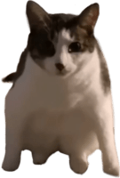 cat_stare emote for Discord