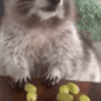 raccoon emote for Discord