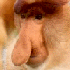 monke emote for Discord