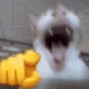 catlaugh emote for Discord