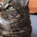 keylimecat emote for Discord