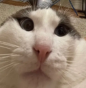 gelatin emote for Discord