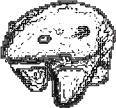 transparentbear emote for Discord