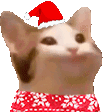 popcatchristmas emote for Discord