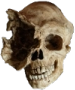 skull_1eye emote for Discord