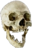 skull_pog emote for Discord