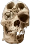 skull_merged emote for Discord