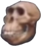 skull_monke emote for Discord