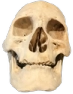 skull_smile emote for Discord