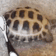 turtlescrub emote for Discord