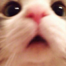 catblush emote for Discord