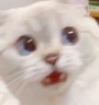 catwaitwhat emote for Discord