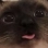 catderp emote for Discord