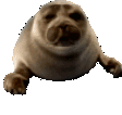 NicoSeal emote for Discord