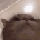 catjam emote for Discord