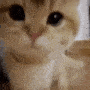 catsniff emote for Discord