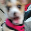 DogOMG emote for Discord