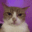 CatStare emote for Discord