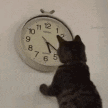 cattimebored emote for Discord