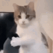 catattention emote for Discord
