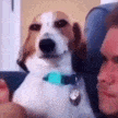susdogsmirk emote for Discord