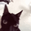 Catshake emote for Discord