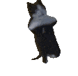 breakdancing_cat emote for Discord