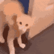 catdoor emote for Discord