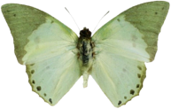 butterfly_sage emote for Discord