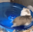 hamsterrun emote for Discord