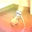 hamsterdance emote for Discord